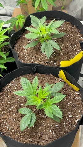 420 Fast Buds Mixed Pack — vegetative, day 18