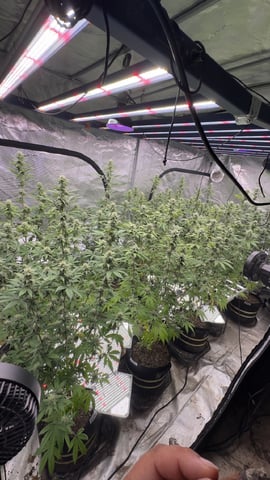 White Runtz Clonez (Flowering) — flower, day 34