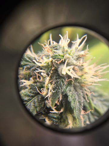 new bee's  — vegetative, day 28