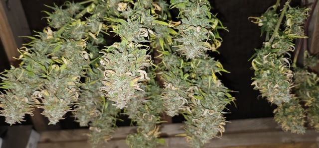 Blueberry  — flower, day 83