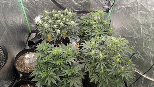 Perpetual Autoflower Mixed Grow #3 — vegetative, day 39