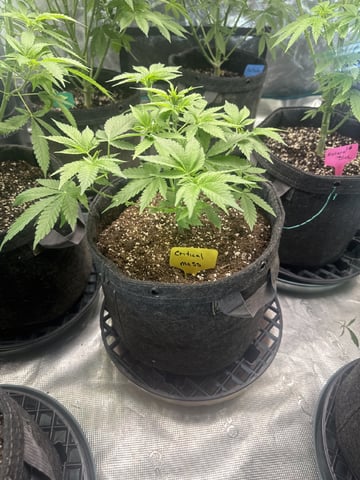  critical mass — vegetative, day 45