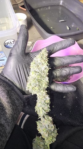 Amnesia Haze Run — harvest, day 90