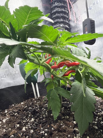 Gorilla Cookies 2nd Try — vegetative, day 35