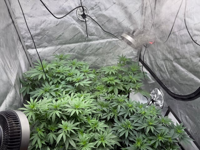 boom420 — vegetative, day 31