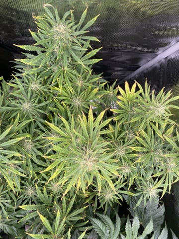 Auto Run #1 2025-2026 — flower, day 80