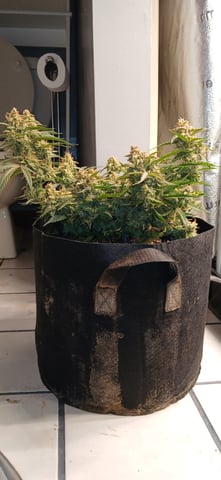 tzar cheese — harvest, day 40