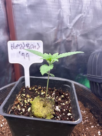 first grow in new 2x2 — seedling_rooting, day 13
