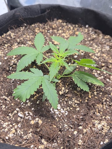 Sundae Driver — vegetative, day 33