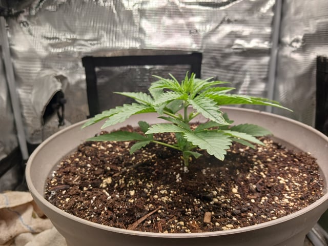 4th grow  — vegetative, day 147