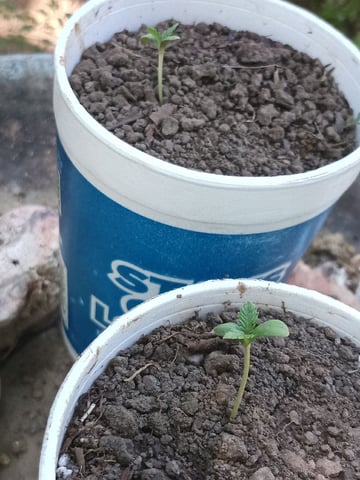 First Twins