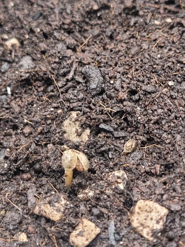 First time — seedling_rooting, day 1