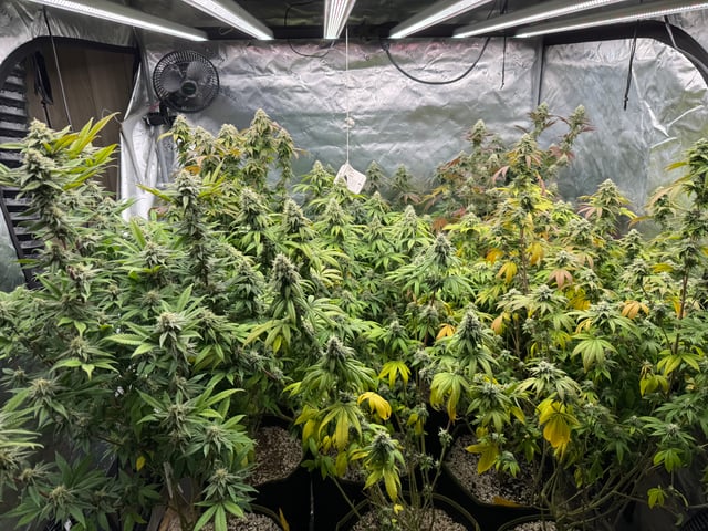 Hollywood Headband and LimeHeads  — flower, day 149