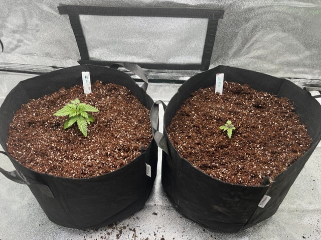 My First Four — vegetative, day 20