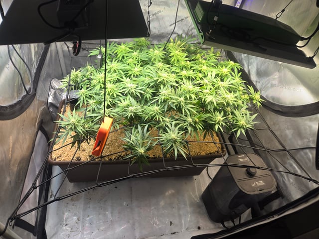 White rhino — flower, day 70