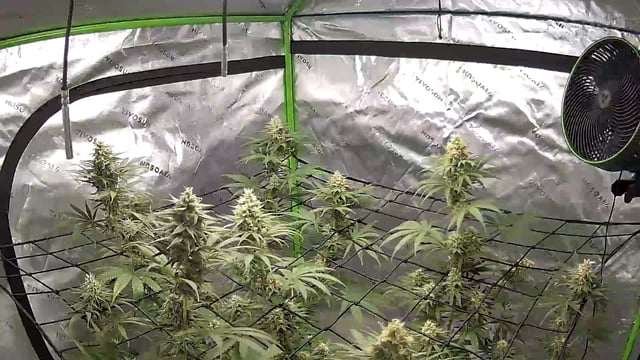 Blue — flower, day 15