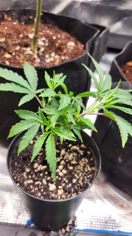 2x2x4 — vegetative, day 48