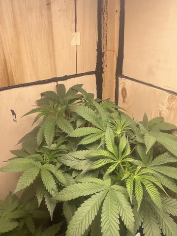 white 🕷️  — vegetative, day 52