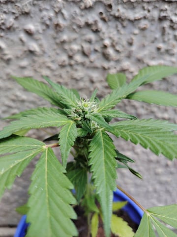 permanent marker feminised  — flower, day 44