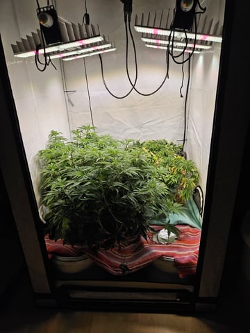 PITA — flower, day 65