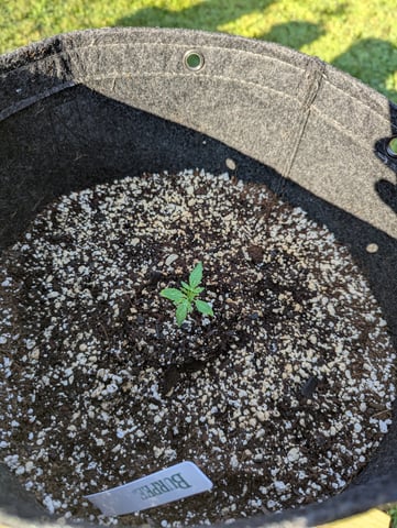 Pineapple Express Auto  — seedling_rooting, day 22