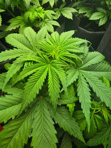 2nd Autoflower Indoor Grow — vegetative, day 30