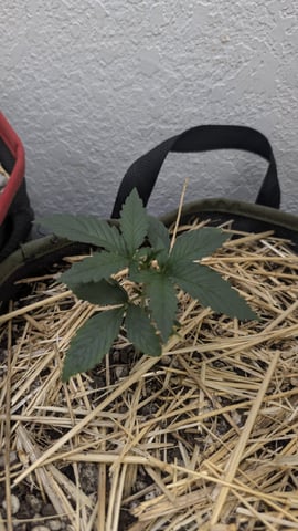 August Grow — vegetative, day 18