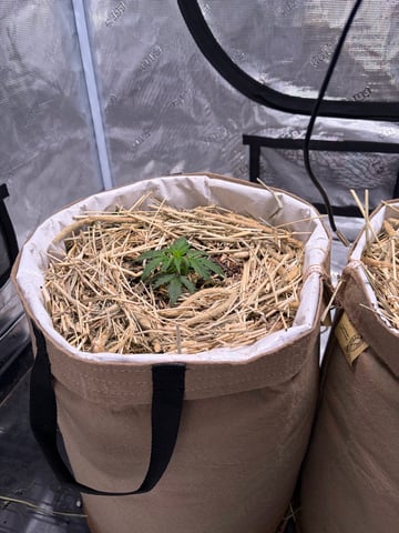 510 First Run! — flower, day 32