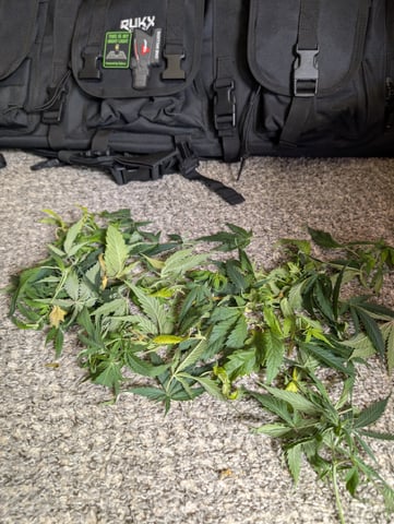 C99 CloneWars! — vegetative, day 34