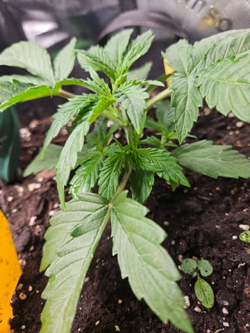 Special Queen 1 Fem+ Watermelon Auto — vegetative, day 16