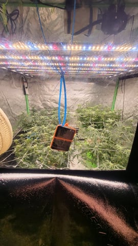 1st grow indoors(cardboard box to 2x2x4 to 5x5x6) — flower, day 102