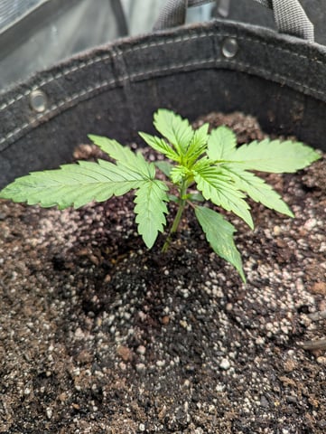 Boogie Brew + Bloom — vegetative, day 45