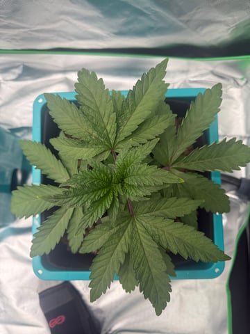  Hydro  1st run — vegetative, day 7