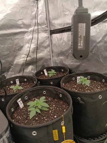 Gurilla Glue #4 × Samsquatch autos — seedling_rooting, day 16