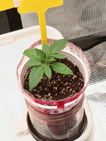 TentPlantLightFan — vegetative, day 15