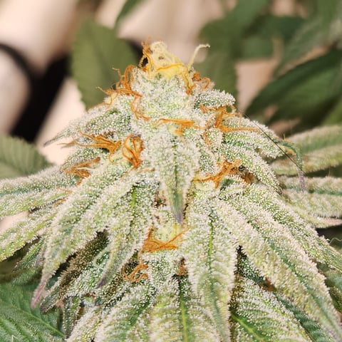 true genetics  — flower, day 32