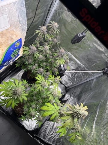  Trying to go big — flower, day 133