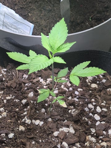 Audrey III — vegetative, day 44