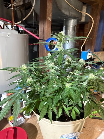 second grow — flower, day 31