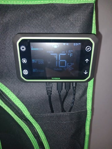 Critical Purple Kush — seedling_rooting, day 6