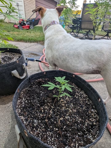 Gorilla Cookies Auto — seedling_rooting, day 19