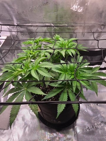 Northern lights #10 (Alaska) — flower, day 34