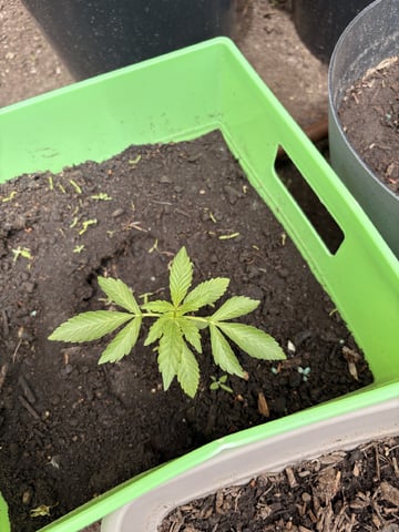 Muliflex — vegetative, day 30