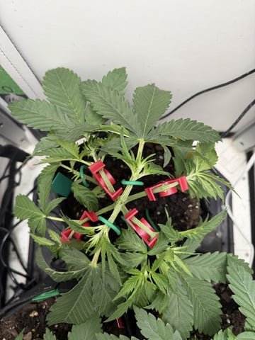 Midsummer Outdoor — vegetative, day 20