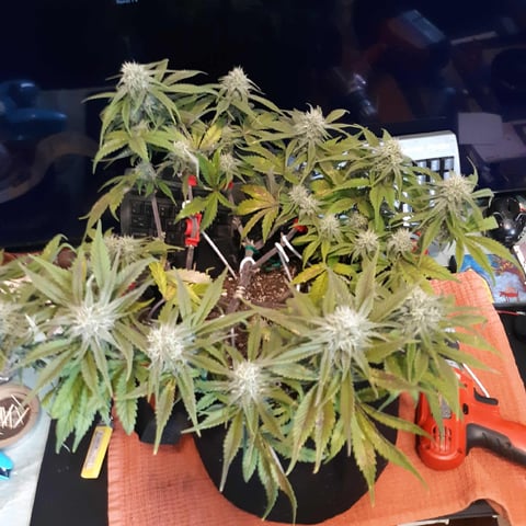 Moving On — flower, day 31