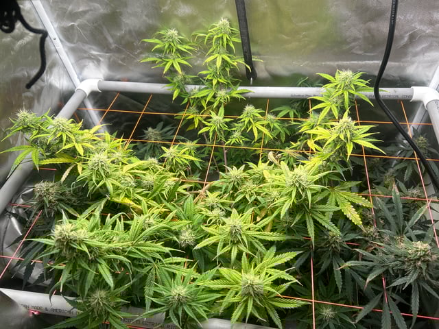 3 autos — flower, day 69