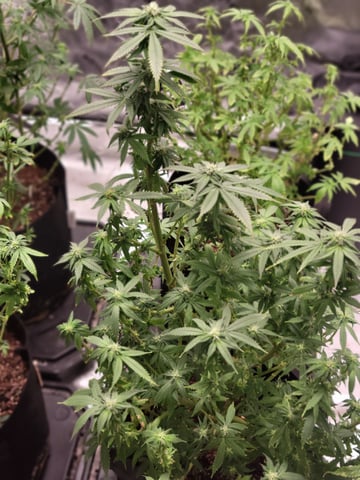 oreo blizzard — flower, day 79