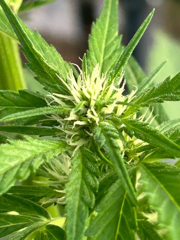 First ever grow — flower, day 59