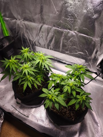 New grow — flower, day 34