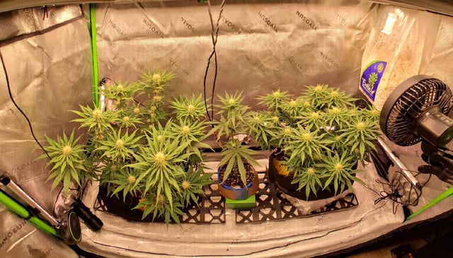 fruity pebbles, cap junky — flower, day 81